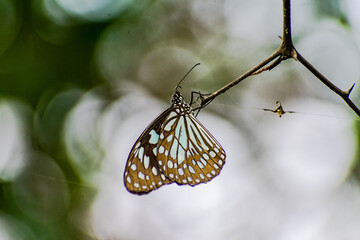 butterfly sitting on a dry twig