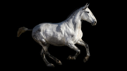 Obraz na płótnie Canvas Spanish thoroughbred horse, isolated on a black background, stud