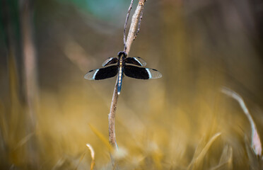 dragonfly sitting  on a dry twig