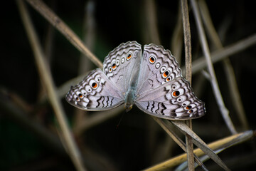 close up of a grey pansy butterfly sitting on a dry grass