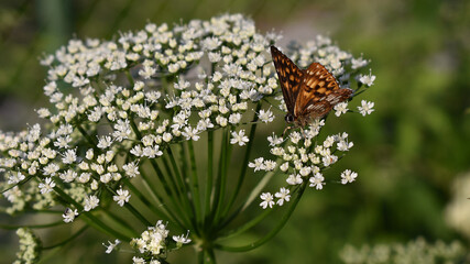 Scheckenfalter, Melitaea, Schmetterling auf Wiesenkerbel, Falter, braun und gelb