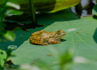 frog sitting on a green lotus leaf in the water under the sun