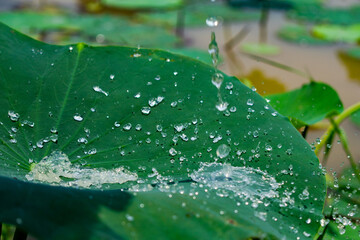 green lotus leaf with water drops on it