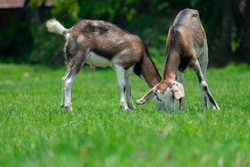 two twin brown goats eating grass in the green field