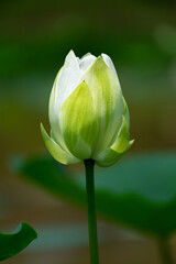 egyptian white lily flower on a lake