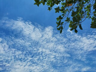 sky and branches