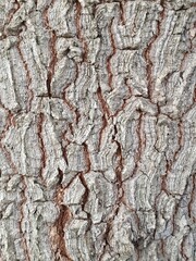 tree bark texture