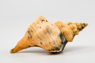 Macro of Horse Conch Seashell Isolated on White Background