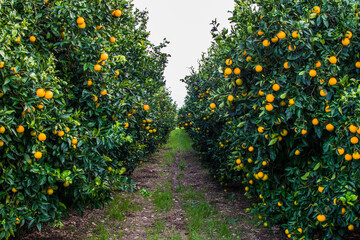 Pathway at an orange orchard with large orange trees next to it full of fruit