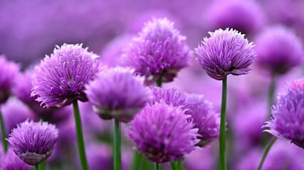 Beautiful flowering purple plant - chives. Natural colorful background in sunny and summer day.(Allium schoenoprasum)