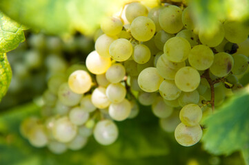 grappolo d'uva bianca