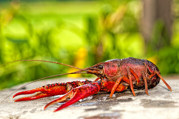 Live Louisiana Crawfish Against Green Background