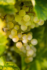 grappolo d'uva bianca