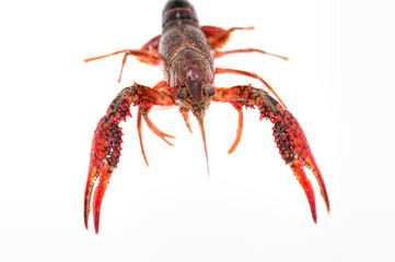 Louisiana Crawfish Isolated on White Background