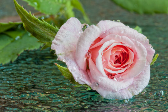 Macro of Pink Cecile Brunner Rose Drenched in Dewdrops
