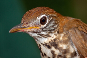 Macro Image of Wood Thrush Seen at Sherburne Wildlife Refuge in South Central Louisiana