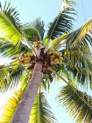 coconut palm tree