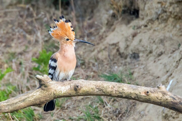 Hoopoe, Common Hoopoe (Upupa epops) Eurasian Hoopoe © allexxandarx