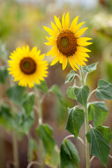 Sunflowers in the field. Sunflower blooming.