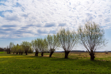 Wiosna w Dolinie G&oacute;rnej Narwi, Podlasie, Polska