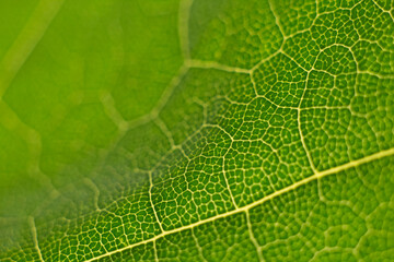 green leaf structure in volume with a soft focus, blurred