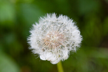 white airy dandelion flower on a dark green blurred background