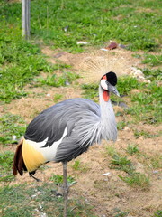 Grey crowned crane in the bird Park