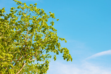 Branches of a tree with young foliage against a bright blue sky