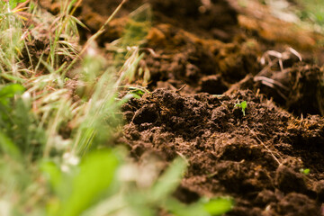 Close up plowed soil. Agriculture concept. Planting sprouts 