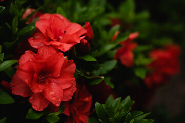 雨の日の赤いつつじの花