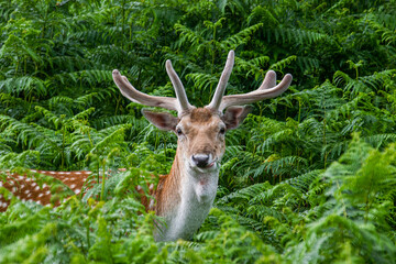 Fototapeta premium Photo of a beautiful, big and wild deer standing relax in the nature in a forest in Richmond Park, London