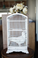 white pigeon in white cage