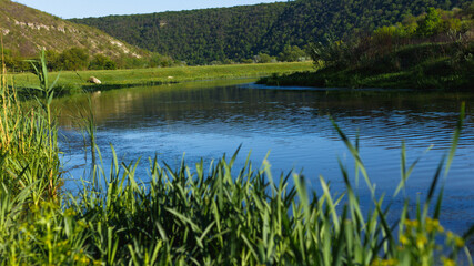Wildflower on the background of the river in summer on a sunny day.