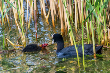 Eurasian Coot Family, The Eurasian Coot (Fulica atra) 