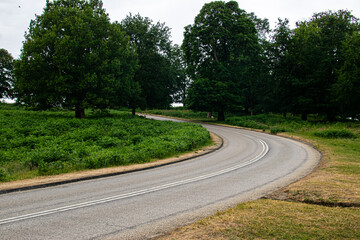 Photo of a road with trees in Richmond Park, London