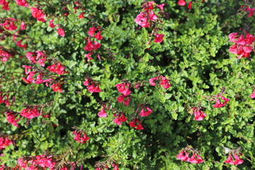 Small Red Flowers with Green Leaves