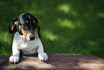 image of dog wooden desk grass background 