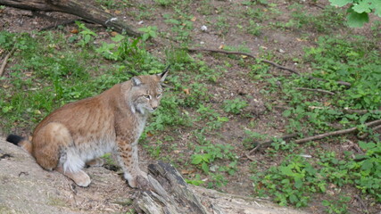 Luchs im Wald