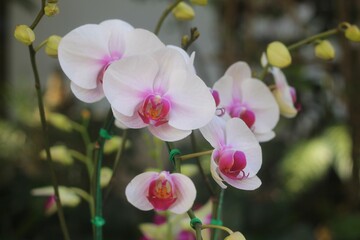 Beautiful white orchids or orchidaceae.Perfume house plant