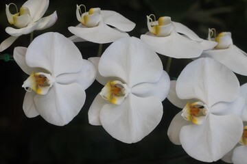 Beautiful white orchids or orchidaceae.Perfume house plant.