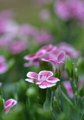 Fototapeta premium Oeillet