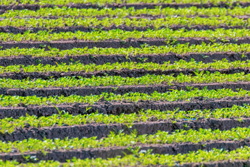 Carrot Field Green Rows, Carrots Growing on Field 