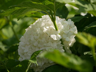 Arbuste boule de neige