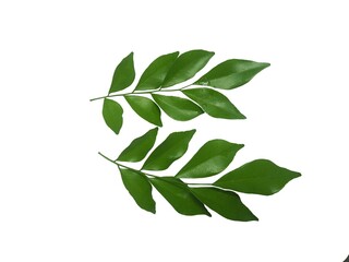 orang jessamine,green leaf isolate on white background.