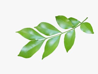 orang jessamine,green leaf isolate on white background.