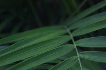 Green photo wallpaper of nature and plants, background image in the style of the jungle, tropical...