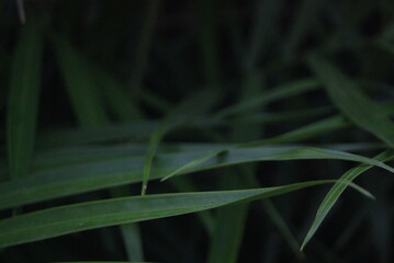 Green photo wallpaper of nature and plants, background image in the style of the jungle, tropical...