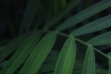 Obraz premium Green photo wallpaper of nature and plants, background image in the style of the jungle, tropical plants. palm leaves. 