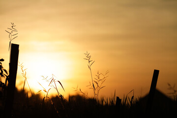 sunset in the grass