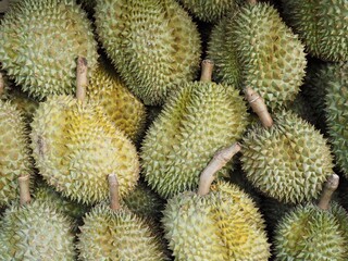Fototapeta premium Group of durian in the market. Durian Tropical Fruits Thailand